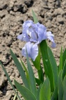 矮化有髯鸢尾(Miniature Dwarf Bearded Irises) 品种 Iris 'Think Spring'