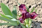 矮化有髯鸢尾(Miniature Dwarf Bearded Irises) 品种 Iris 'Think Spring'