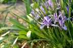 马蔺 / 马兰花 Iris lactea var. chinensis