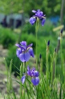 北陵鸢尾 Iris typhifolia