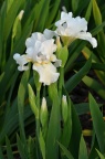 德国鸢尾 Iris germanica 品种