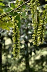 胡桃科 Juglandaceae