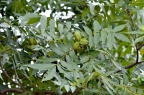 美国山核桃 Carya illinoinensis