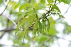 美国山核桃 / 薄壳山核桃 / 碧根果 Carya illinoinensis，雄花序