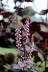 紫苏 Perilla frutescens