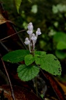 韩信草 Scutellaria indica