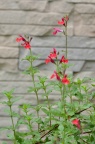 朱唇 Salvia coccinea 品种