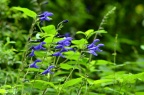 深蓝鼠尾草 Salvia guaranitica