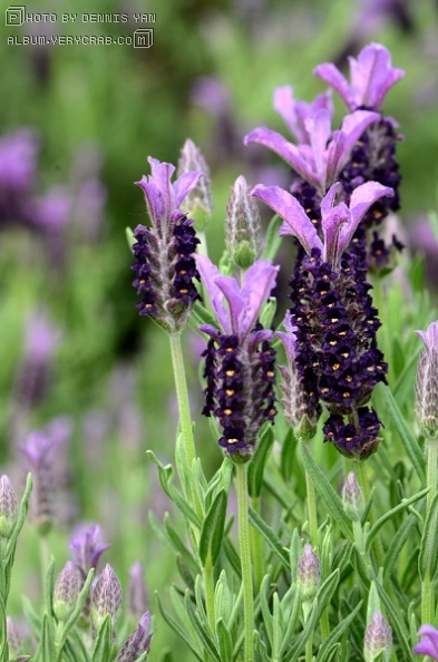 法国熏衣草 西班牙熏衣草 lavandula stoechas