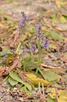 草地鼠尾草 Salvia pratensis