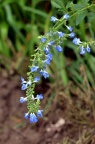 天蓝鼠尾草 Salvia uliginosa