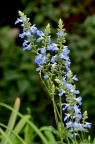 天蓝鼠尾草 Salvia uliginosa