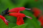 '红衣女郎' 朱唇 Salvia coccinea 'Lady in Red'