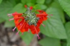 '红衣女郎' 朱唇 Salvia coccinea 'Lady in Red'