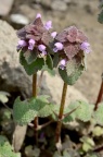 大苞野芝麻 / 紫花野芝麻 Lamium purpureum