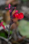 朱唇 Salvia coccinea 品种