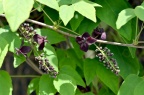 三叶木通 Akebia trifoliata