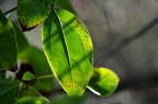 香樟 Cinnamomum camphora