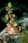 玉蕊科 Lecythidaceae