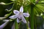 百合科 Liliaceae