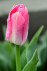 郁金香 Tulipa gesneriana