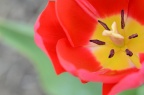 郁金香 Tulipa gesneriana
