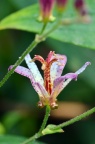台湾油点草 Tricyrtis formosana