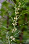 疑似 狭叶黄精 Polygonatum stenophyllum，求确认