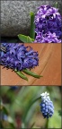 风信子 Hyacinthus orientalis
