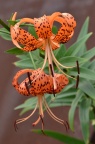 虎皮百合 / 卷丹 Lilium tigrinum