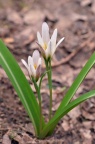 老鸦瓣 Tulipa edulis
