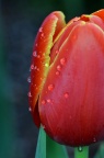 郁金香品种 Tulipa gesneriana cv.