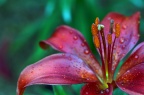 百合 Lilium brownii var. viridulum