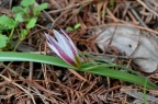 老鸦瓣 Tulipa edulis