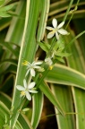 吊兰 Chlorophytum comosum 品种，金边吊兰