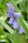 西班牙蓝铃花 Hyacinthoides hispanica