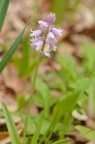 西班牙蓝铃花 Hyacinthoides hispanica 品种