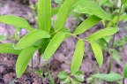 黄精 Polygonatum sibiricum