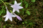 紫玉簪 Hosta albo-marginata