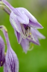 紫萼 Hosta ventricosa