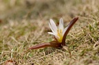 可能是 二叶郁金香 / 宽叶老鸦瓣 Tulipa erythronioides