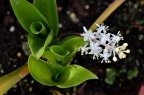 白穗花 Speirantha gardenii