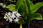 白穗花 Speirantha gardenii