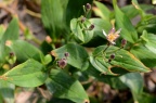 台湾油点草 Tricyrtis formosana