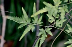 海金沙 Lygodium japonicum