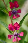 萼距花属 Cuphea sp.