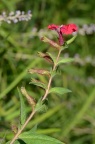 萼距花属 Cuphea sp.