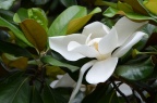 荷花玉兰 / 广玉兰 Magnolia grandiflora