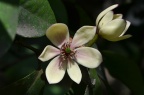 含笑花 / 含笑 Michelia figo