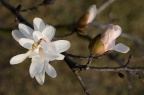 '星光灿烂'星花木兰 Magnolia tomentosa